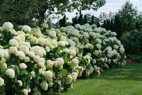 Incrediball® Hydrangea For Sale At Maples N More Nursery