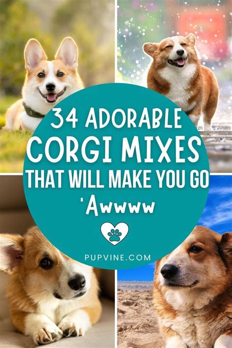 34 Adorable Corgi Mixes That Will Make You Go Aw Artofit