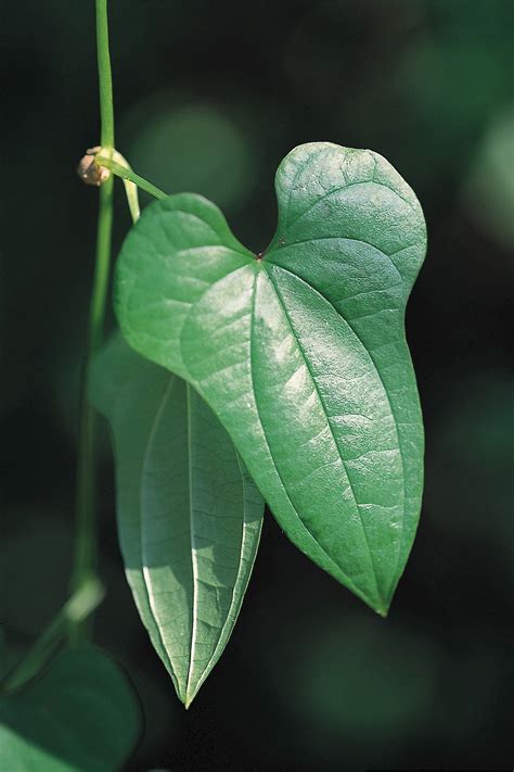 Dioscorea polystachya - UF/IFAS Assessment - University of Florida, Institute of Food and ...