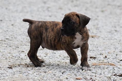 BOERBOEL PUPPIES – South Smart Puppies