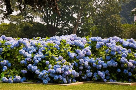 Hydrangea Identification And Care Guide Merrifield Garden Center