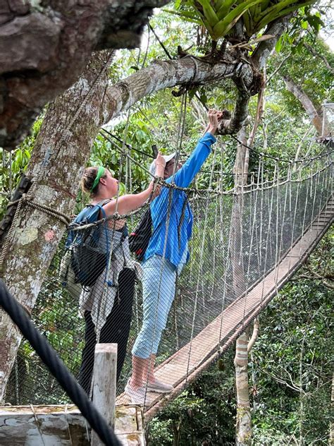 Lizards On The Edge Teachers Investigate Predation Risk Morpho Institute