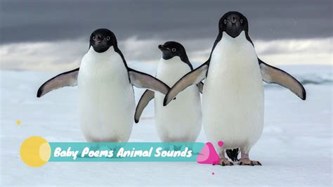 Penguin Sounds Effects Youtube