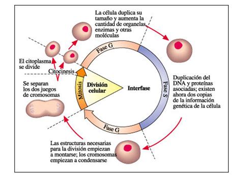 Etapas De La Interfase Del Ciclo Celular Consejos Celulares