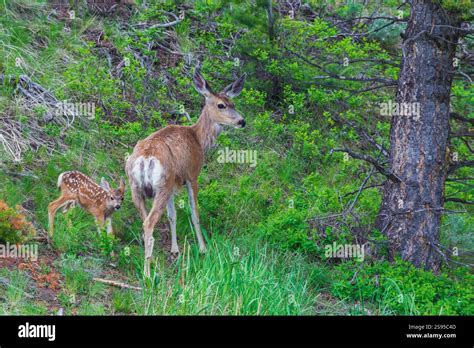 Mule Doe Her Young Fawn Joins Her From Hiding Spot In The Bushes