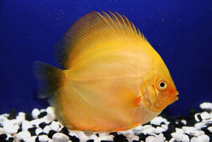 Golden Discus Non Hormone Ornamental Fish Exporter