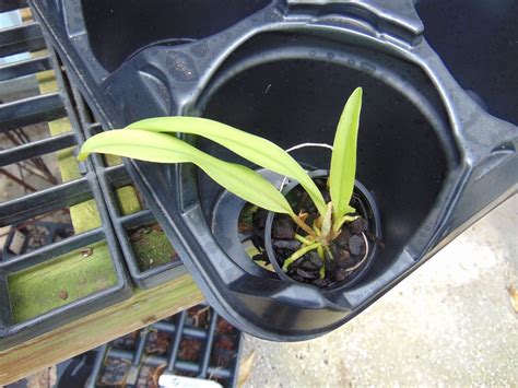 Cattleya Mossiae Var Semi Alba Pot Species Nice Plant Ebay