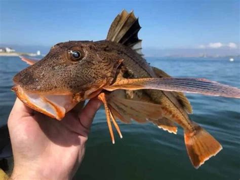 Can You Eat A Sea Robin What Kind Of Fish Is It