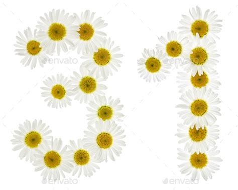 Arabic Numeral Thirty One From White Flowers Of Chamomile