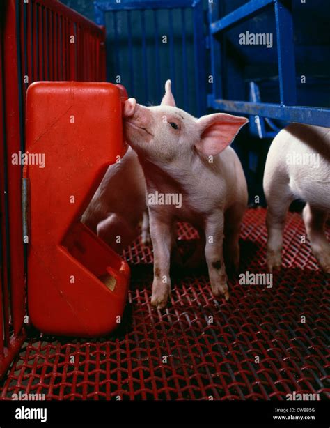 3 12 Week Old 10 Lb Yorkshire Landrace Piglet At Creep Feeder Stock