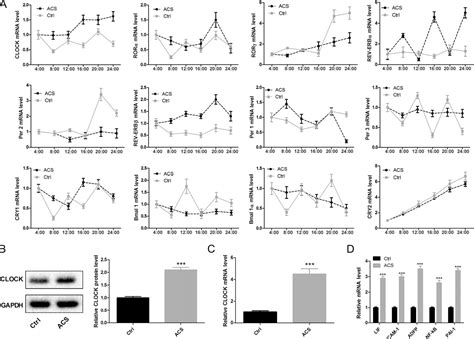 Figure 1 From Circadian Locomotor Output Cycles Kaput Accelerates