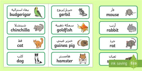 Pets Topic Word Cards Arabic English Teacher Made Twinkl