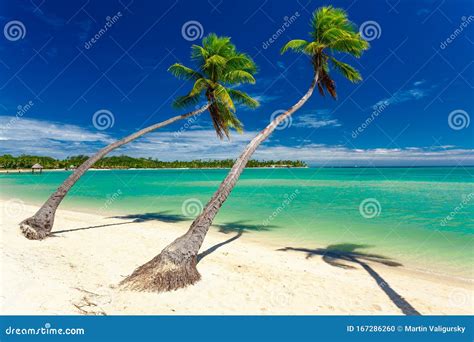 Tropical Beach With Coconut Palm Trees And Clear Lagoon Fiji Islands