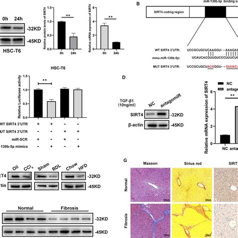 Upregulated Expression Of MiR130b5p During HSC Activation A The