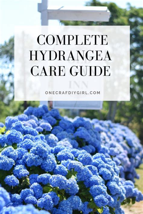 Hydrangea Plant Care: Everything You Need To Know In 2023