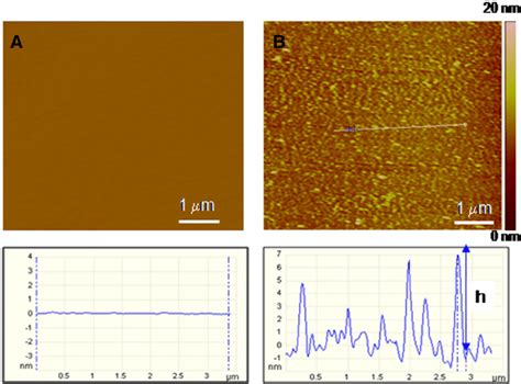 Afm Topographical Images Of A Supported Lipid Bilayer Composed Of