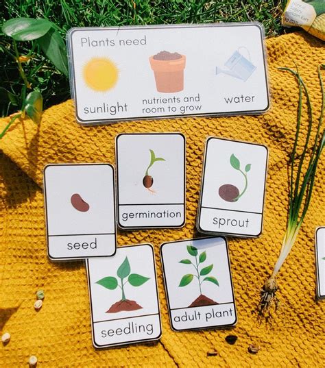 Stages Of A Seed Freebie — Play Beyond The Lines Seed Germination For