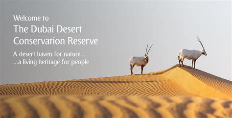 Dubai Desert Conservation Reserve Complete Guide