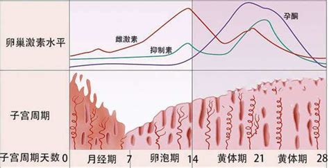 雌激素水平的高低和内膜厚度有哪些关系 知乎