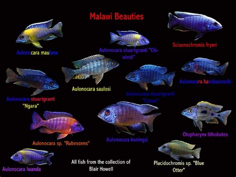 african cichlid identification pictures - rubyjophotography