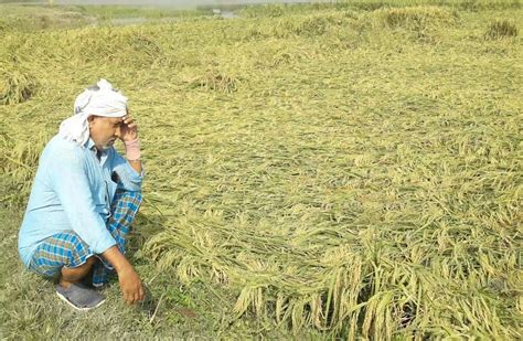 समस्तीपुर बारिश के चलते धान की फसल बर्बाद किसानों को सरकार से मुआवजे