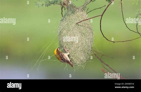 Baya Weaver Bird Building Its Nest Stock Videos Footage Hd And K