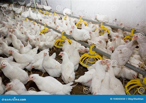 Dentro Explora O Agr Cola De Galinha Alimenta O Da Galinha Foto De