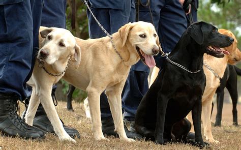 Outrage After NSW Sniffer Dogs Granted Insane New Powers Over Festivalgoers