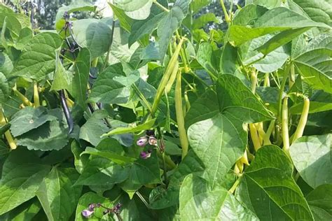 Les Secrets Florissants Des Plates Bandes Sur Lev Es L Gumes