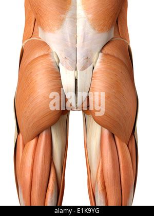 Human Buttock Muscles Computer Artwork Stock Photo Alamy