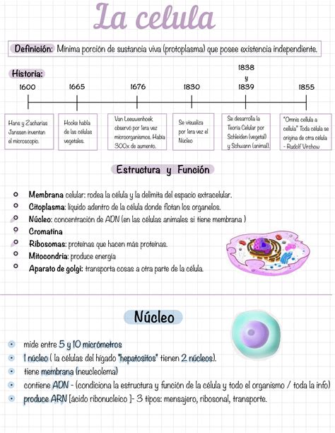 Solution Biolog A La C Lula Y Sus Organelos Apuntes Studypool