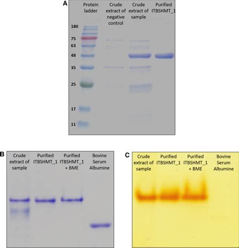 Electropherogram Of Crude Extract And Purified Itbshmt A Sds Page