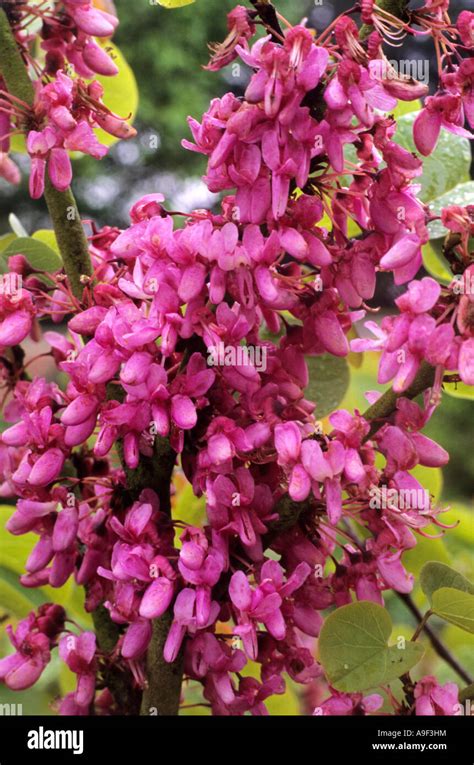 Cercis Chinensis Avondale Judas Tree Redbud Pink Flowers Shrub