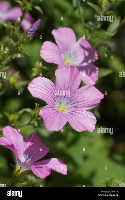 Sticky Flax Hi Res Stock Photography And Images Alamy