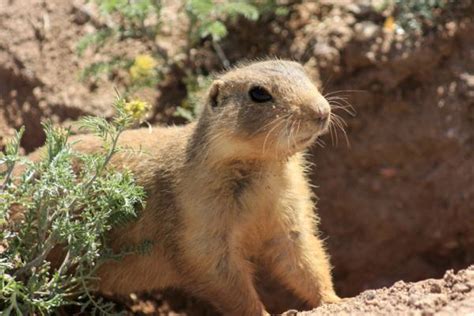 20 Animales Endémicos De México Lista Completa Con Fotos