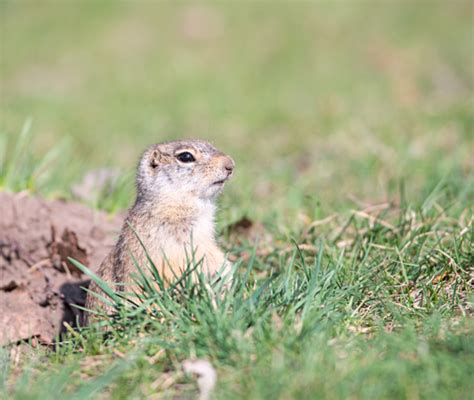 Brooks Pest Control | Vole Removal