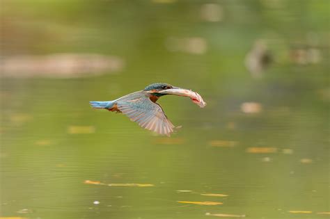 Kingfisher on Behance