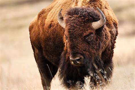 Montana Bison Jason Savage Photography