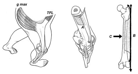 The Real Cause Of Iliotibial Band Syndrome Human Locomotion