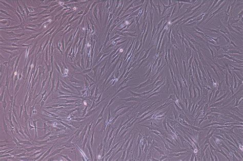 骨髓间充质干细胞赛百慷上海生物技术股份有限公司