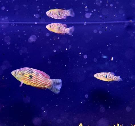 American Flagfish: Care Guide, Breeding, Tank Size & Disease