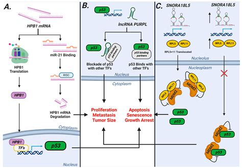 Livers Free Full Text Non Coding Rnas In Hepatocellular Carcinoma