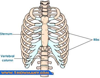 How Many Ribs Do Humans Have