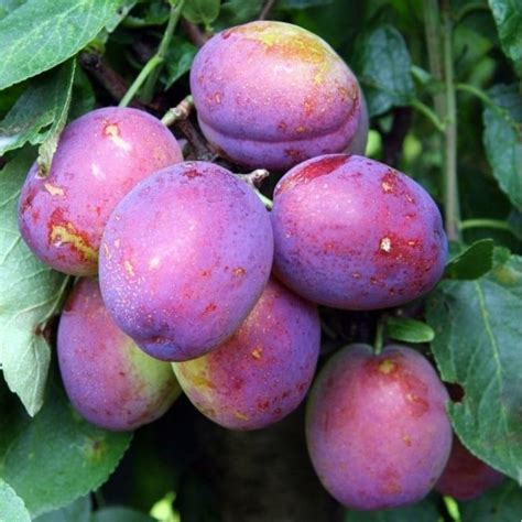 Purple Plum Tree Fruit | Hot Sex Picture