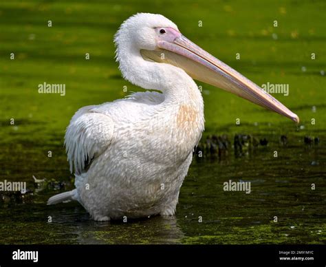 Pel Cano Blanco Pelecanus Onocrotalus De Pie En El Agua Entre Las