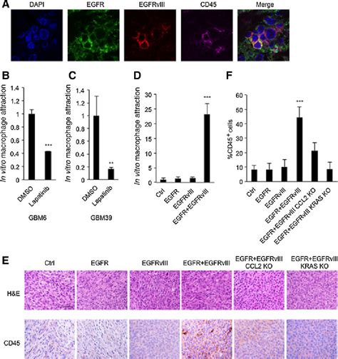 Figure From Egfr Cooperates With Egfrviii To Recruit Macrophages In