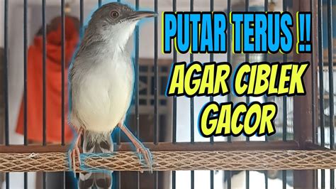 Suara Ciblek Semi Gacor Inilah Paling Ampuh Ciblek Semi Pasti Langsung