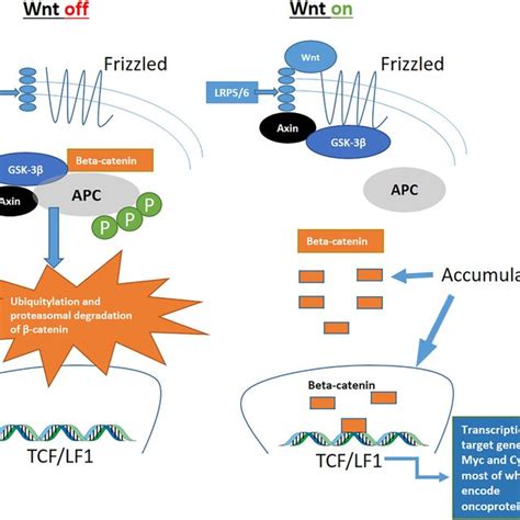 The canonical Wnt/beta‐catenin signaling pathway. Accumulation of ...