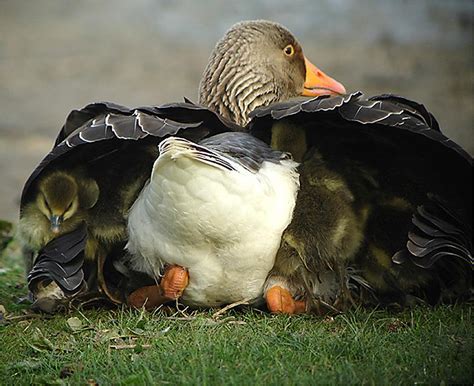 Toulouse Goose The Life Of Animals