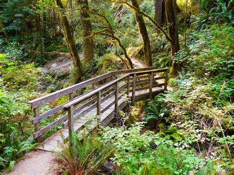 Where To Find The Giant Redwoods Of Oregon That Oregon Life